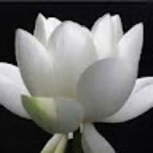 Meet your Posher, Kerri